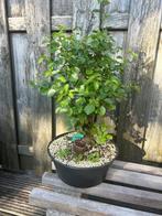 Prunus mahaleb bonsai - Sierlijke Kers, Overige soorten, Volle zon, Vaste plant, Ophalen of Verzenden