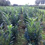 Prunus laur. Elly/Wintergroen/Laurier/Aanbieding, Ophalen, Laurier, Haag, Minder dan 100 cm