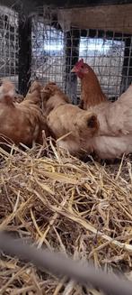 Jonge legkippen, Dieren en Toebehoren, Pluimvee, Vrouwelijk, Kip