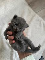 Raszuivere Britse Korthaar, Dieren en Toebehoren, Katten en Kittens | Raskatten | Korthaar, Poes, Ontwormd, 0 tot 2 jaar