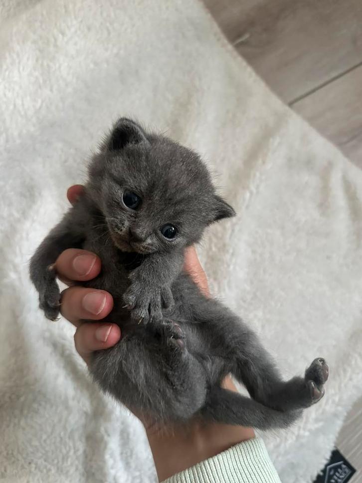 Raszuivere Britse Korthaar, Dieren en Toebehoren, Katten en Kittens | Raskatten | Korthaar, Poes, 0 tot 2 jaar, Ontwormd, Ingeënt