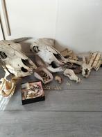 Schedel, diversen, Ophalen, Schelp(en)