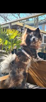 Black Merle reu Chow 1.5 jaar, Dieren en Toebehoren, Honden | Poolhonden, Keeshonden en Oertypen, 1 tot 2 jaar, Eén hond, Nederland