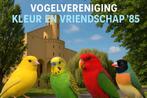 Intresse om lid te worden van een vogelvereniging?, Parkiet