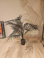 Zwarte kunst palm, Ophalen, Halfschaduw, Minder dan 100 cm