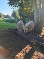 Ouessant ram, Dieren en Toebehoren, Mannelijk, Schaap