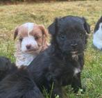 Prachtige Pomapoo pups uit gezonde ouders, Dieren en Toebehoren, Honden | Poolhonden, Keeshonden en Oertypen, Keeshond, CDV (hondenziekte)