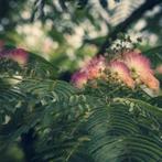 Albizia Julibrissin - Perzische Slaapboom g44877, Tuin en Terras, Ophalen of Verzenden