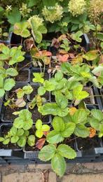 Aarbeien plantjes, Ophalen of Verzenden, Eenjarig, Groenteplanten, Volle zon