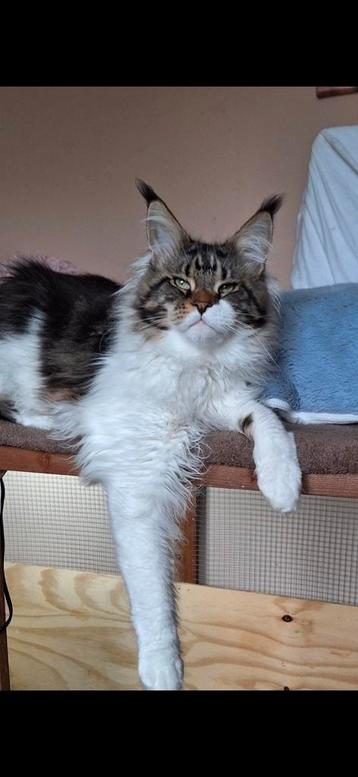 Main Coon Kater enkele Dekkingen beschikbaar voor biedingen