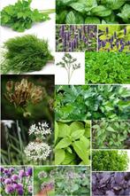 Diverse soorten kruiden zaden, Verzenden, Zaad