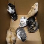 Tamme Goudhamsters & Dwerghamsters, Dieren en Toebehoren, Knaagdieren, Hamster, November, Meerdere dieren, Tam