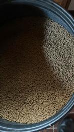 Legkorrel, Dieren en Toebehoren, Pluimvee, Vrouwelijk, Kip