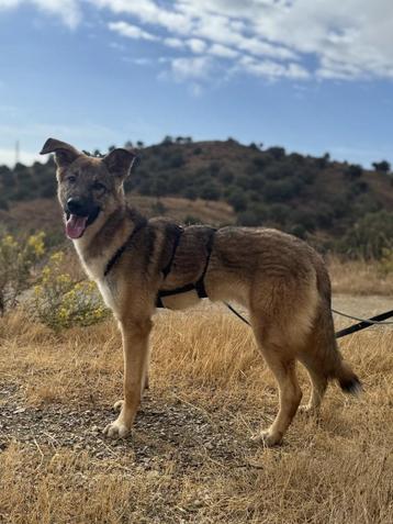 ACE: Mowgli is vriendelijk en actief spelend met iedereen beschikbaar voor biedingen