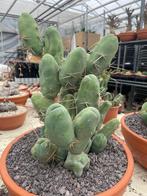 Cactus Tricocereus Bridgesii Monstruoso (Penis Plant), Ophalen of Verzenden, Minder dan 100 cm, Bloeiende kamerplant, Volle zon