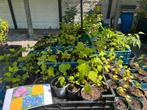 Tuinplanten uitzoeken / goedkoop / ✅verzenden mogelijk, Ophalen of Verzenden, Struik, 100 tot 250 cm