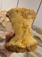 Gigantische rugwervel Spinosaurus, Verzamelen, Mineralen en Fossielen, Ophalen, Fossiel