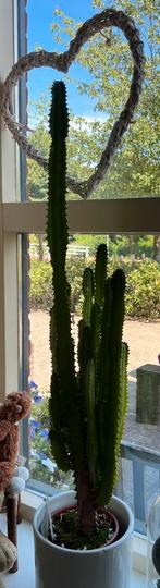 Euphorbia eritrea cactus 95 cm, Huis en Inrichting, Kamerplanten, Ophalen, Halfschaduw, Cactus, Minder dan 100 cm