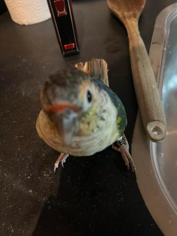 Pyrrhura man beschikbaar voor biedingen