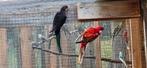 Koppel rosella, Dieren en Toebehoren, Vogels | Parkieten en Papegaaien, Meerdere dieren, Parkiet