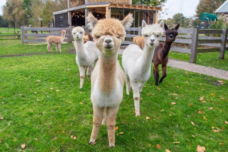 Alpaca’s, Dieren en Toebehoren, Overige Dieren, Meerdere dieren, Mei