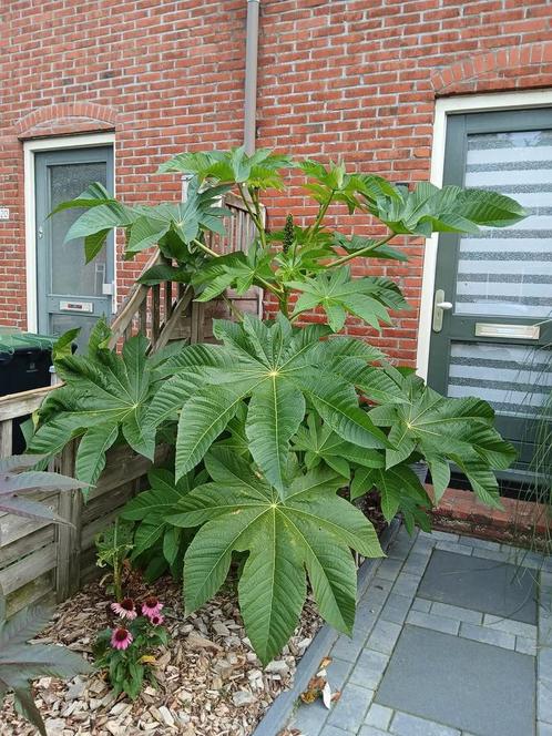 Jonge Wonderboom plantjes, Tuin en Terras, Planten | Tuinplanten, Overige soorten, Volle zon, Zomer, Ophalen