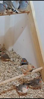 Zebravinken en diamantduifjes, Dieren en Toebehoren, Vogels | Overige Vogels, Mannelijk