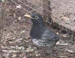 Japanse lijster, Dieren en Toebehoren, Vogels | Overige Vogels, Mannelijk, Tropenvogel, Geringd
