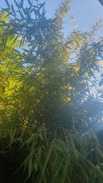 Niet woekerende bamboe, Tuin en Terras, Ophalen, Bamboe