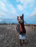 VERZORGPONY GEZOCHT!, Ophalen of Verzenden