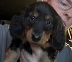 Mooi kaninchen, Dieren en Toebehoren, Kaninchen, België, Particulier, Rabiës (hondsdolheid)