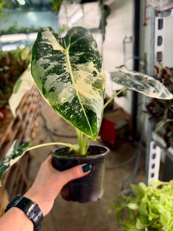 Alocasia Frydek Albo Variegata - P12 beschikbaar voor biedingen
