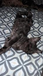 Maine coon kitten  zoekt for ever home, Dieren en Toebehoren, Katten en Kittens | Overige Katten, Poes