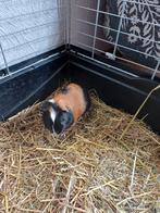 Cavia beertje 4 weken oud, Juli, Mannelijk, Cavia