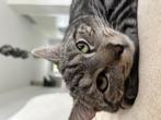 Katten, Meerdere dieren, Ontwormd, 0 tot 2 jaar