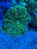 Groen grote oor, Dieren en Toebehoren, Vissen | Aquariumvissen, Overige typen