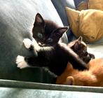 Lieve sociale kittens, Dieren en Toebehoren, Katten en Kittens | Overige Katten, Meerdere dieren, 0 tot 2 jaar