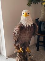 Adelaar beeld - Tuindecoratie, Ophalen of Verzenden, Zo goed als nieuw, Overige materialen, Dierenbeeld