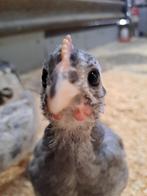 Goed huisje gezocht, Dieren en Toebehoren, Pluimvee, Geslacht onbekend, Kip
