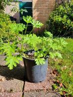Citroengeranium - Pelargonium graveolens ca. 45 cm hoog, Huis en Inrichting, Kamerplanten, Ophalen, Overige soorten, Halfschaduw