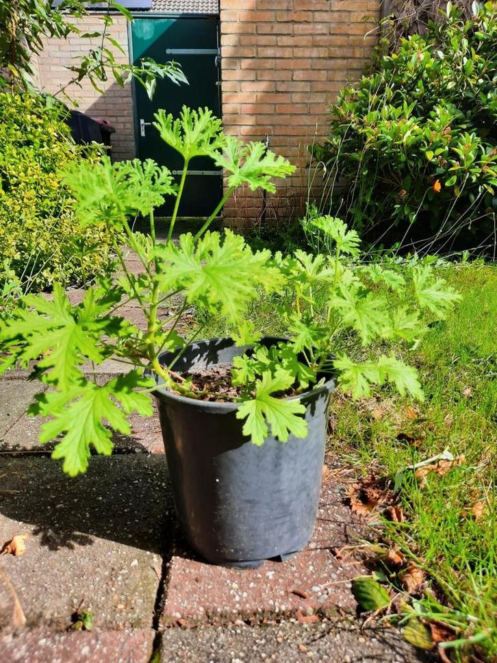 Citroengeranium - Pelargonium graveolens ca. 45 cm hoog, Huis en Inrichting, Kamerplanten, Overige soorten, Minder dan 100 cm