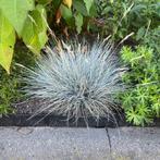 Zaden blauw schapengras / zwenkgras (Festuca glauca), Ophalen of Verzenden, Voorjaar, Volle zon, Zaad