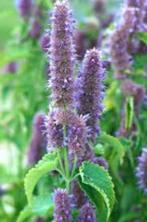 Stek, zaailing Agastache / Dropplant, Tuin en Terras, Planten | Tuinplanten, Ophalen, Zomer, Vaste plant