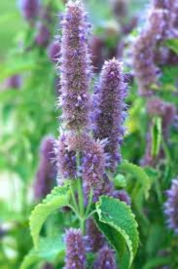 Stek, zaailing Agastache / Dropplant beschikbaar voor biedingen