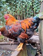 Volbloed Wyandotte kriel haan, Dieren en Toebehoren, Pluimvee, Mannelijk, Kip