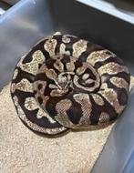Python Regius - Firefly Het Desert Ghost vrouw, Dieren en Toebehoren, Slang, 3 tot 6 jaar