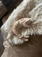 Mooie X Maine Coon /Britse KH kittens, Meerdere dieren, Gechipt, 0 tot 2 jaar