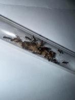 Camponotus nicobarensis mieren kolonie, Dieren en Toebehoren, Insecten en Spinnen, Mieren