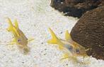 Corydoras (Osteogaster) Goldstripe CW010, Dieren en Toebehoren, Vissen | Aquariumvissen, Vis, Zoetwatervis, Schoolvis