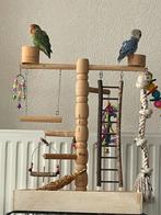 Lieve Jonge Handtam Agapornis Dwergpapegaai Diverse Kleuren, Meerdere dieren, Dwergpapegaai of Agapornis, Geringd
